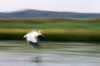 pelican blur 4.jpg (27kb)